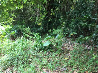 Residential lot For Sale in Fairy Hill, Portland Jamaica | [10]