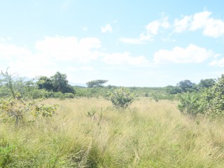 Commercial/farm land For Rent in Black River, St. Elizabeth Jamaica | [1]