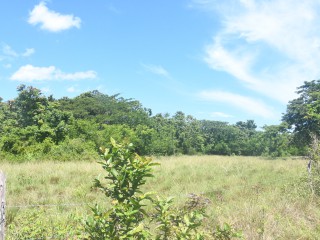 Commercial/farm land For Rent in Black River, St. Elizabeth Jamaica | [12]