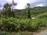 Commercial/farm land For Sale in Claremont near Moneague, St. Ann Jamaica | [4]