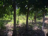 Residential lot For Sale in Danvers Pen, St. Thomas Jamaica | [6]