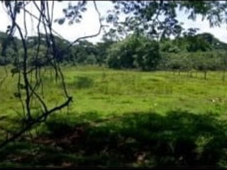 Land For Sale - Unity Wakefield, Trelawny, Jamaica