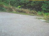 Residential lot For Sale in Cardiff Hall, St. Ann Jamaica | [2]