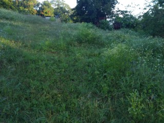 Commercial/farm land For Rent in Lydford St Ann, St. Ann Jamaica | [5]