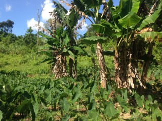 Commercial/farm land For Sale in Port Antonio, Portland Jamaica | [11]