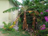 House For Sale in Sydenham Villa, St. Catherine Jamaica | [10]