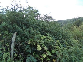 Residential lot For Sale in Williamsfield, Manchester Jamaica | [4]