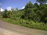 Commercial/farm land For Sale in Claremont near Moneague, St. Ann Jamaica | [7]