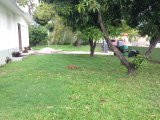 House For Sale in Mona, Kingston / St. Andrew Jamaica | [7]