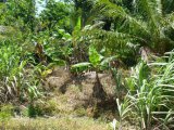 Commercial/farm land For Sale in Orange Bay, Portland Jamaica | [5]