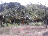 Commercial/farm land For Sale in Donnington, St. Mary Jamaica | [3]