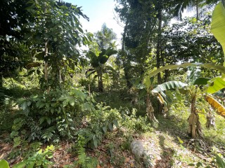 Commercial/farm land For Sale in Mullet Farm, Portland Jamaica | [11]