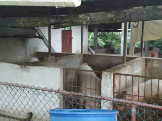 House For Sale in HIGHGATE ST MARY, St. Mary Jamaica | [2]