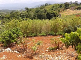 Commercial/farm land For Sale in Point Hill, St. Catherine Jamaica | [10]