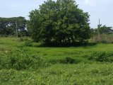 Residential lot For Sale in Black River, St. Elizabeth Jamaica | [6]